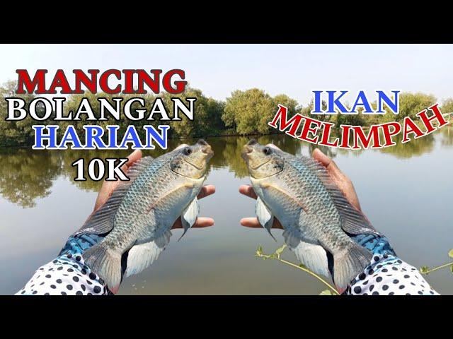 MANCING BAHAGIA..!! Mancing di Spot Bolangan Harian Murah Meriah Ikan Melimpah