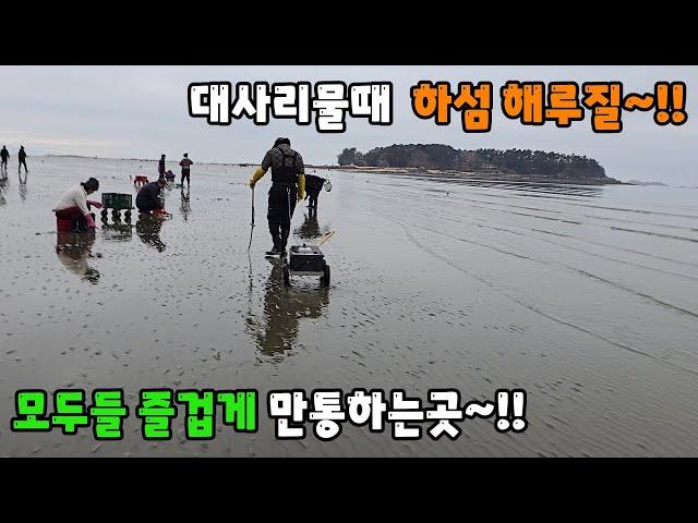 대사리물때 하섬 해루질 모두들 즐겁게 만통하는곳~!!