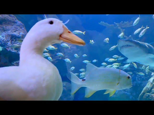 I took my duck to the Aquarium 