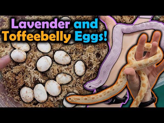 Our Lavender and Toffee Hognoses Laid Eggs!!