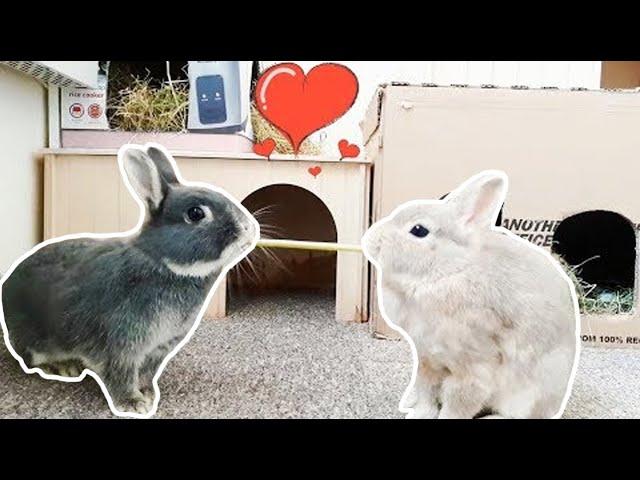 Bunny Romance - Netherland Dwarf Rabbits - Full Grown Free Roam Rabbits - Family Pet Diary