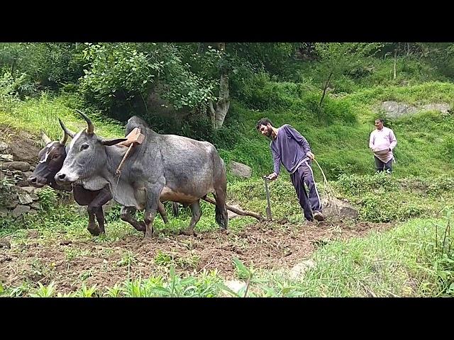 Ploughing Fields Using Animals In India || Ox Or Bulls