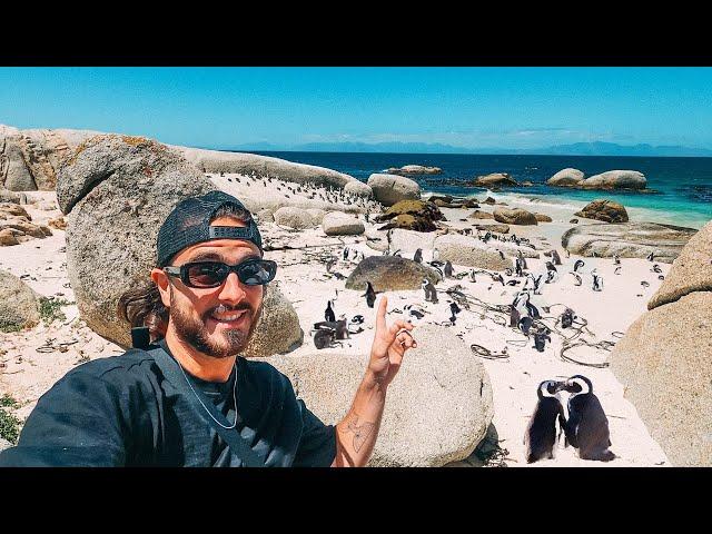 Gringos Find Penguins in Africa 