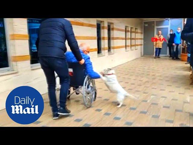 Heartwarming moment loyal dog reunites with hospitalized owner