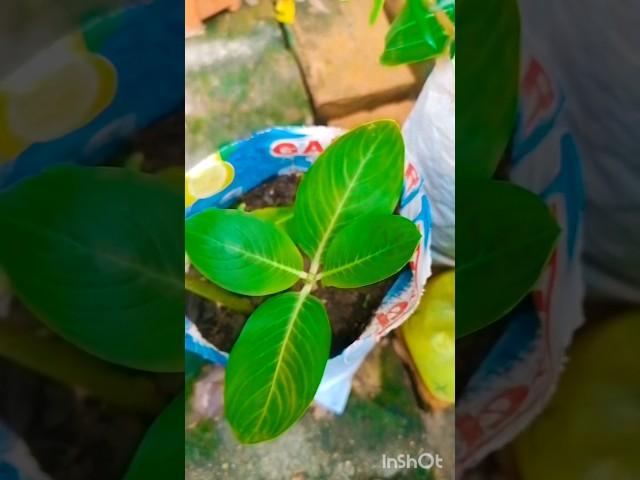 Vince plant sadabahar ki pinching #vinca #tarracegarden #viralvideo #shorts#gardening#youtubeshorts