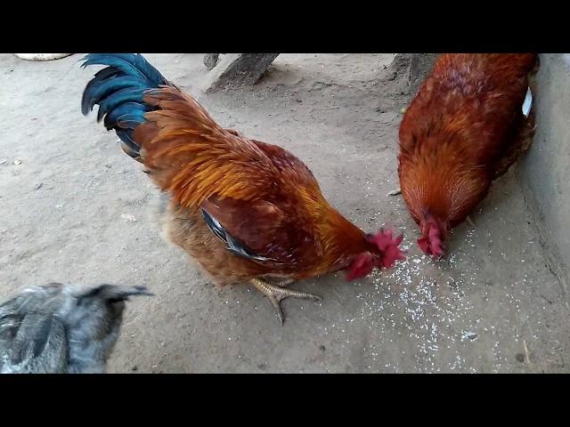 Indian hen