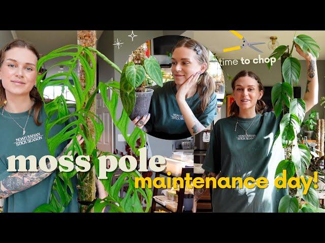 ️ chopping & extending plants on rousseau moss poles (+ wire pole updates!)