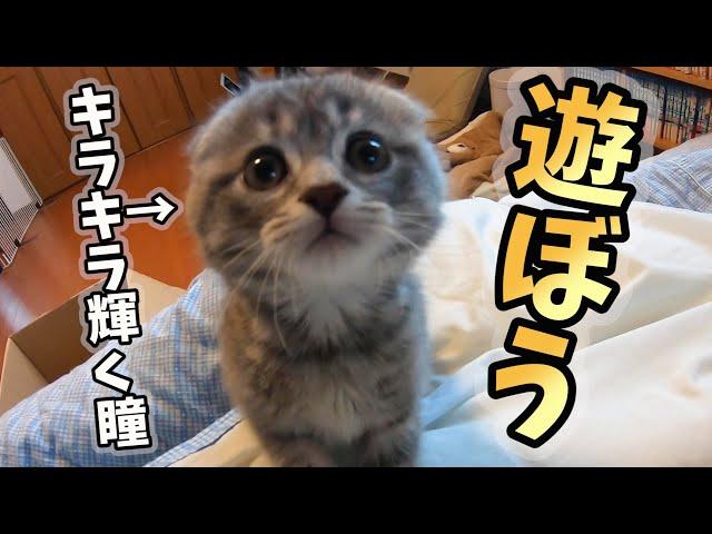 寝起きから遊びたい子猫がかわいすぎた…cute kitten plays in the morning