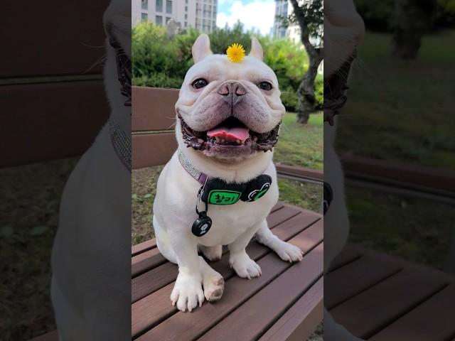 근심 걱정 사라지게 만드는 미소 모두 행복해져라 뿅‼️ 당신은 좋은 사람 #bulldog #frenchbulldog #힐링영상 #smiledog #행복한강아지 #cutedog