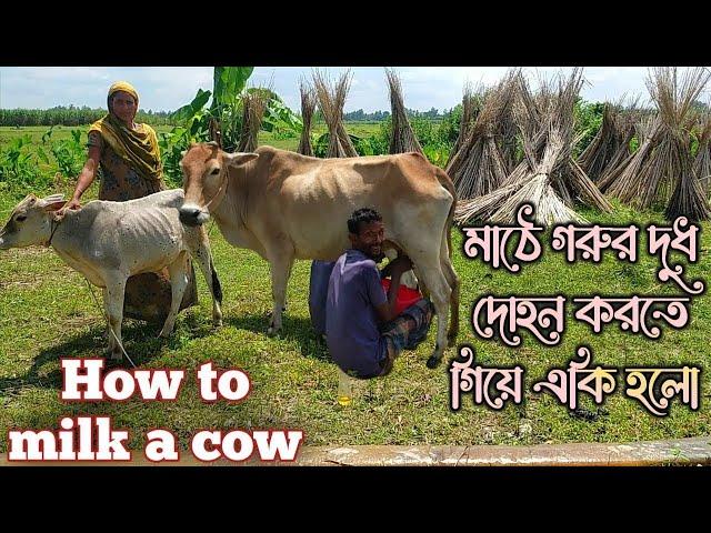 How to milk a cow by hand | uncover village