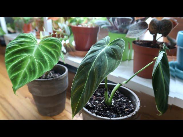 Online Houseplant Order Update 2020