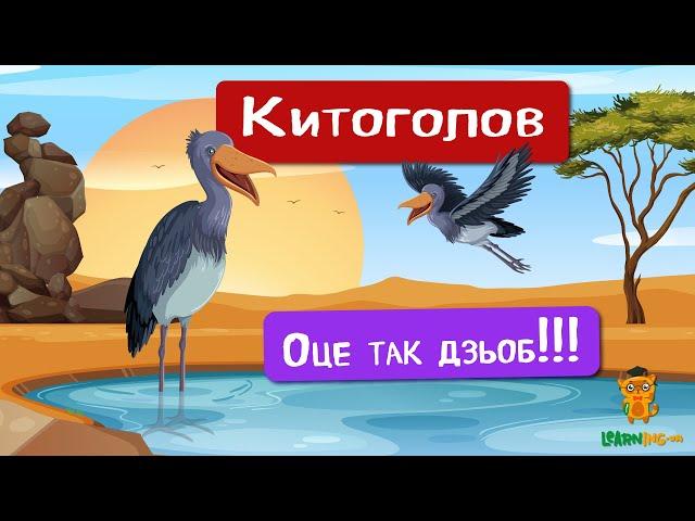  Дива природи. Явища навколо нас. Китоголов 