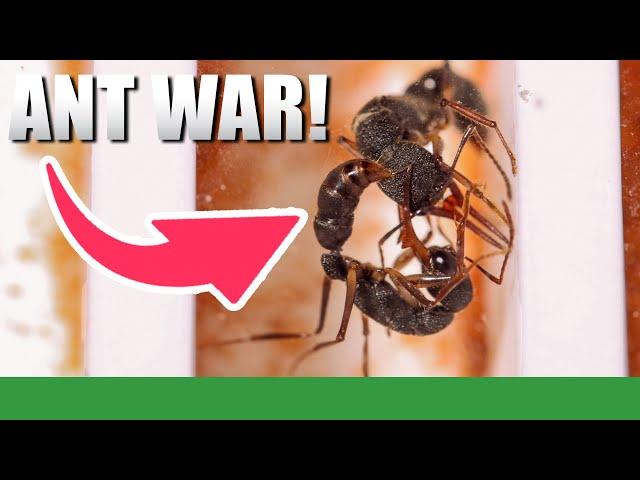 I Accidentally Created An Ant War!?! | Harpegnathos Venator #2 - Ant Holleufer