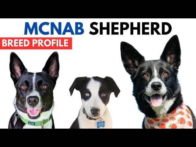 McNab Shepherd Breed Profile History - Price - Traits - McNab Shepherd Grooming Needs - Lifespan