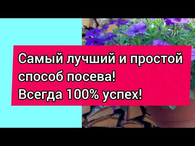 Посев петунии! 100% всхожесть и как сократить расходы!