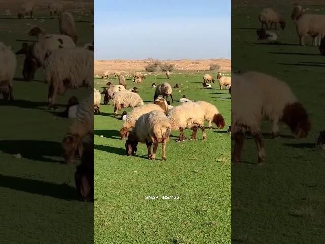 اشتركو بقناتي مربي الاغنام غنم جبل