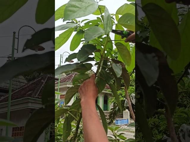 The first method pruning avocado tree #46
