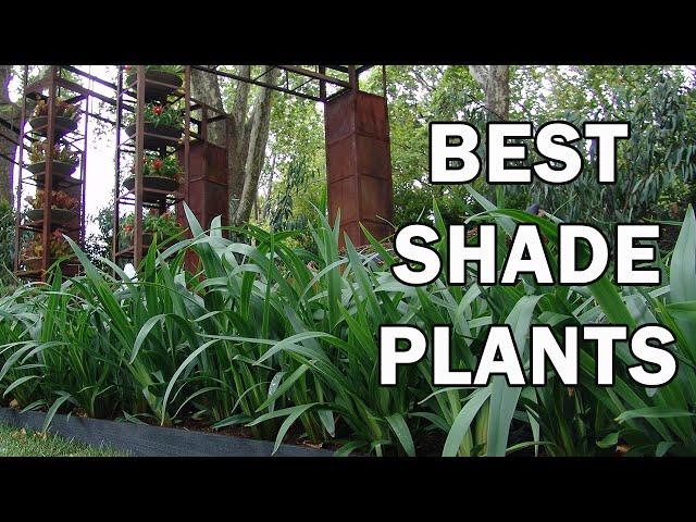 The Top 10 Shade plants - Ozbreed