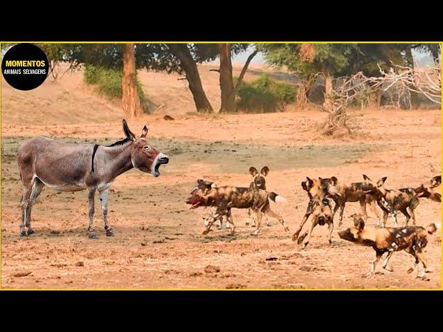 30 Momentos Em Que Animais Selvagens Azarados Mexem Com Os Predadores Errados | Animais Selvagens