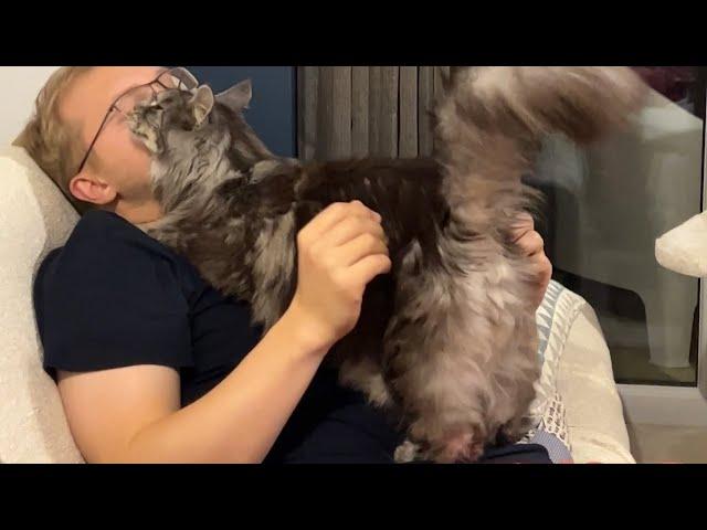 Wholesome Cat Video How Loving Maine Coons Can Be 