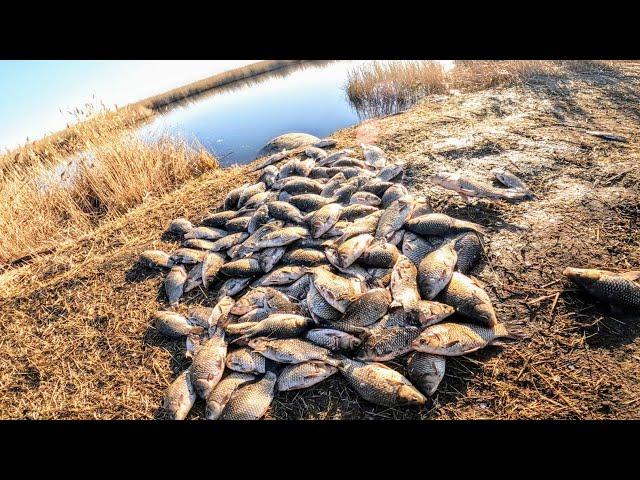 100 crucian carp per cast or 150 kg of fish for three casts Tons of crucian carp in a puddle Casting