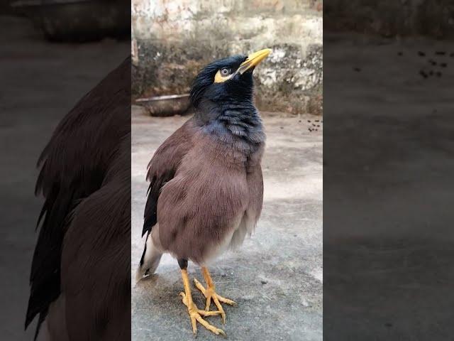 Allah toba toba Myna Bird talking