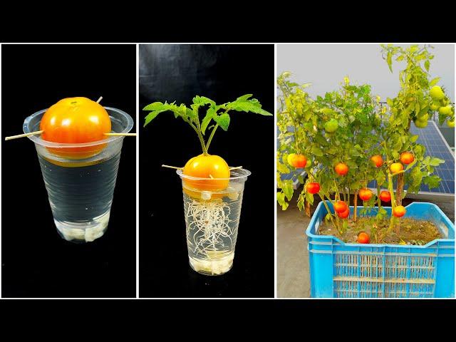 How to grow tomato plant at home from fruit || Water propagation for planting