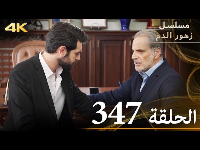 الحلقة 347 | مسلسل زهور الدم | مدبلج بالعربية | Kan Çiçekleri | جودة 4K