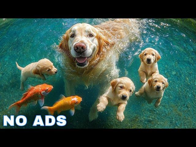 12 Hours of Dog Calming Music for Dogs  Anti Separation Anxiety Relief MusicSleep dog Healing