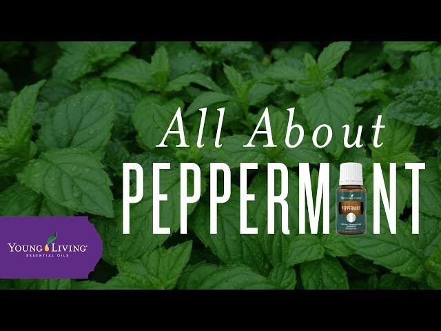 All About Peppermint | Young Living Essential Oils