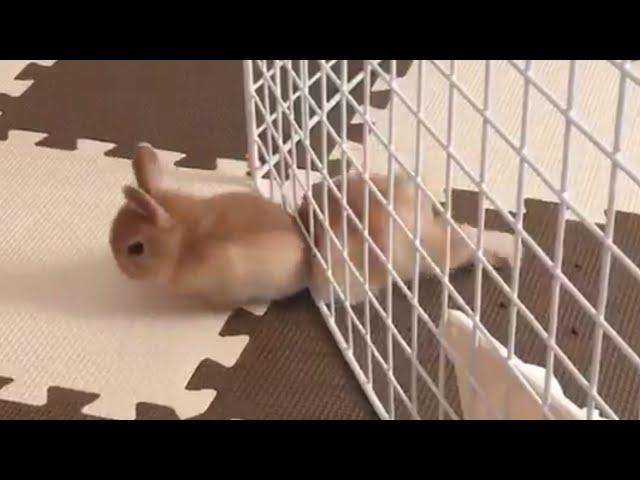 Pet Escape Artists | Funny Pet Video Compilation | The Pet Collective