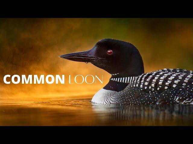 Interesting Facts About the Common Loon