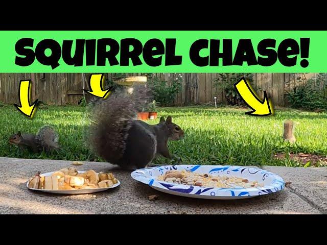 Video for Dogs & Cats - Squirrel Chasing Squirrels
