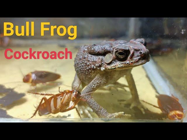 Amazing Insects | Cockroach Vs Bull Frog in Asia 2022