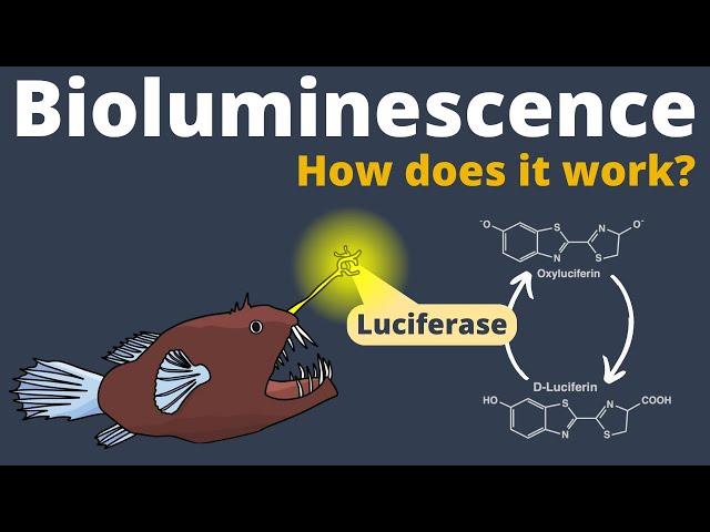 How Bioluminescence works