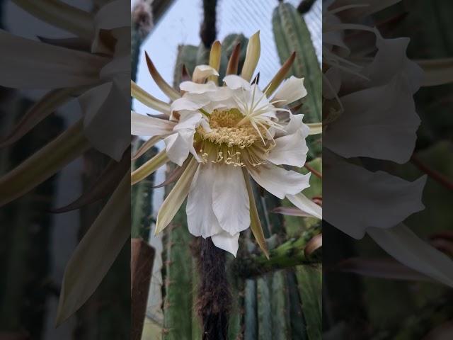 Crazy Flowers! #cactus #flowers #nature #gardening #cactusjerk