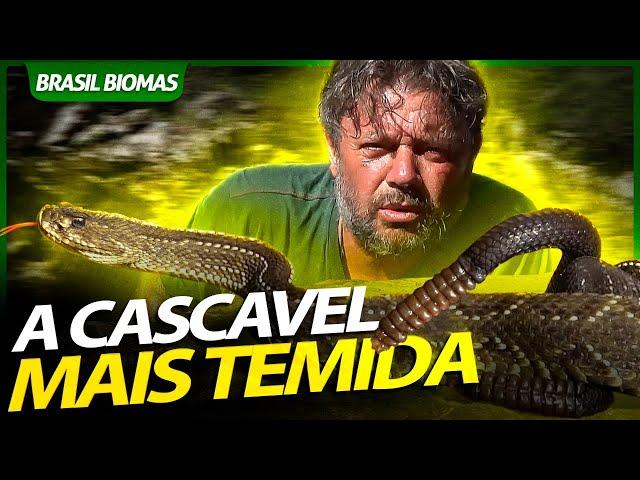 A TEMIDA CASCAVEL DOS PAMPAS! | RICHARD RASMUSSEN