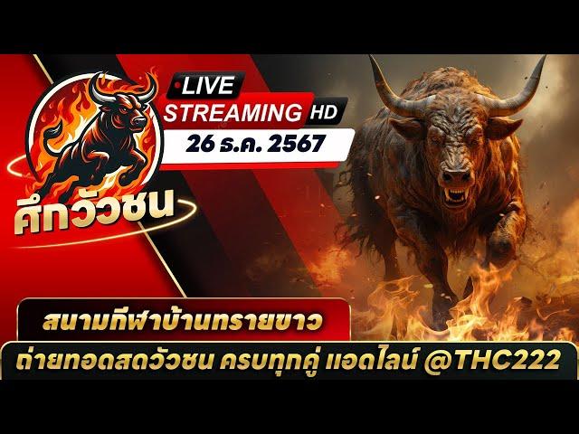 #ดูวัวชนสด [LIVE] ถ่ายทอดสดวัวชนวันนี้#วัวชน สนามกีฬาชนโคบ้านทรายขาว  วันที่ 26 ธันวาคม 2567