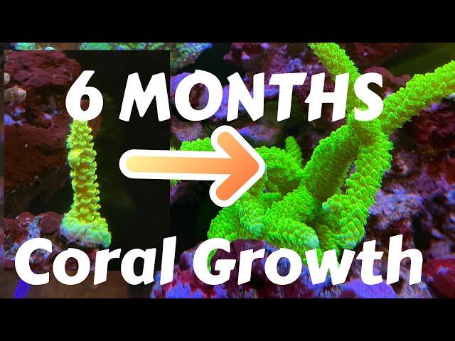 Coral Growth Photos