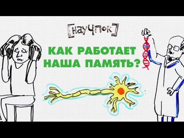 Как работает наша память? — Научпок