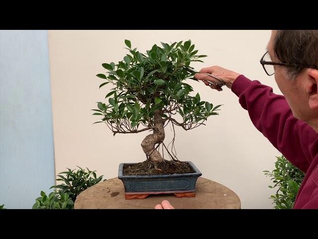 Ficus Bonsai Care and Pruning