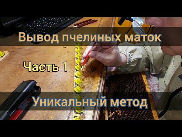 ВЫВОД ПЧЕЛИНЫХ МАТОК, ПОЛНЫЙ ЦИКЛ, ПОДРОБНО ОТ А ДО Я. часть 1 Матковод