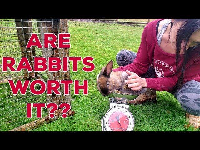 Raising Meat Rabbits - Full Cost Breakdown