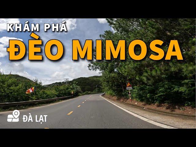 Khám Phá Đèo Mimosa Đà Lạt | Cung Đường Đèo Đẹp Và Thơ Mộng Với Sắc Vàng Của Hoa Mimosa | Milo Võ