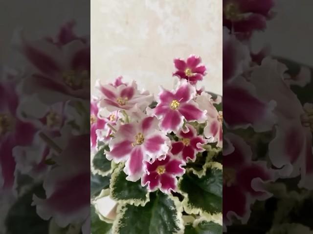 Немного фиалочек…#Фиалка, #фиалки, #сенполия, #цветы, #сад