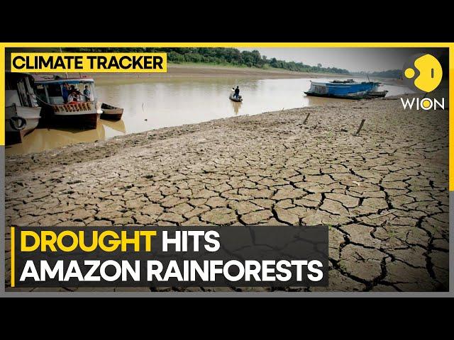 Amazon rainforests: Drought expected to affect 500,000 people in the region | WION Climate Tracker