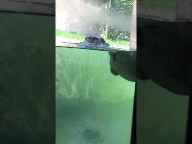 My day at the Detroit zoo