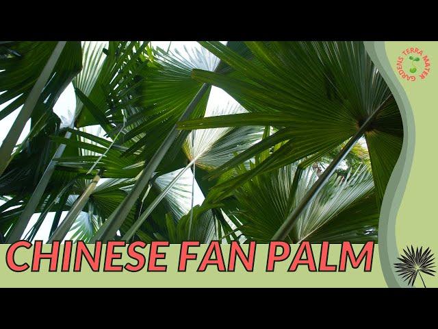 CHINESE FAN PALM Information and Growing Tips! (Livistona chinensis)