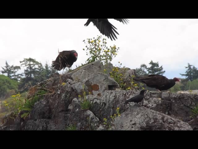 Vultures, Ravens and Crows