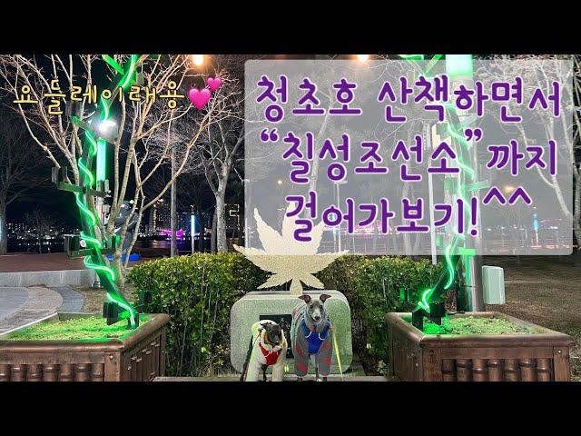 [속초 강아지와 가볼만한 산책코스]청초호+칠성조선소애견동반카페